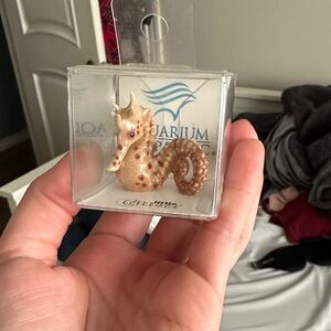 Little critters big belly seahorse